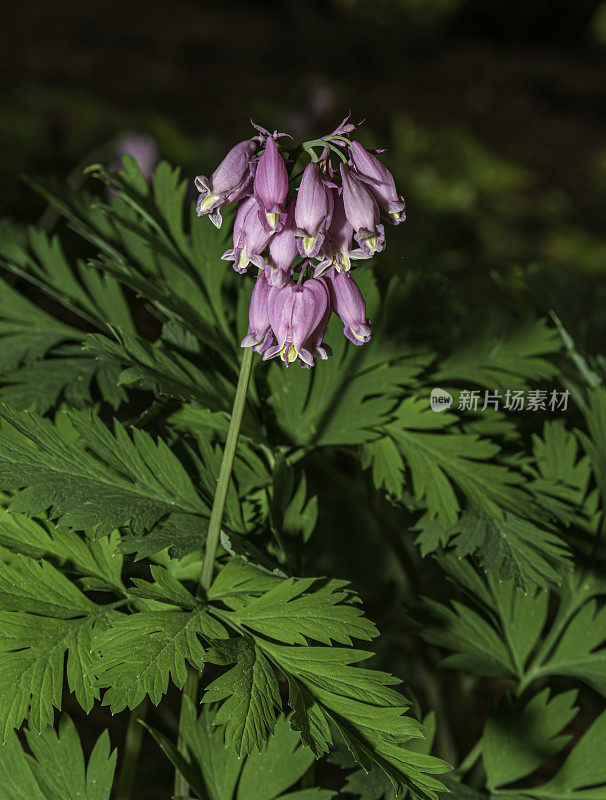 福尔摩沙(Dicentra formosa)，西出血心，或太平洋出血心是一种开花植物在罂粟科(罂粟科)。位于加州内华达山脉的约塞米蒂国家公园。